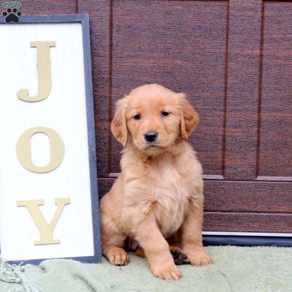 Jojo, Golden Retriever Puppy