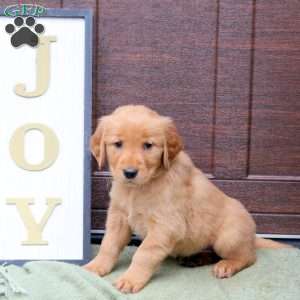 Jojo, Golden Retriever Puppy