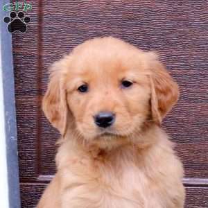Jojo, Golden Retriever Puppy