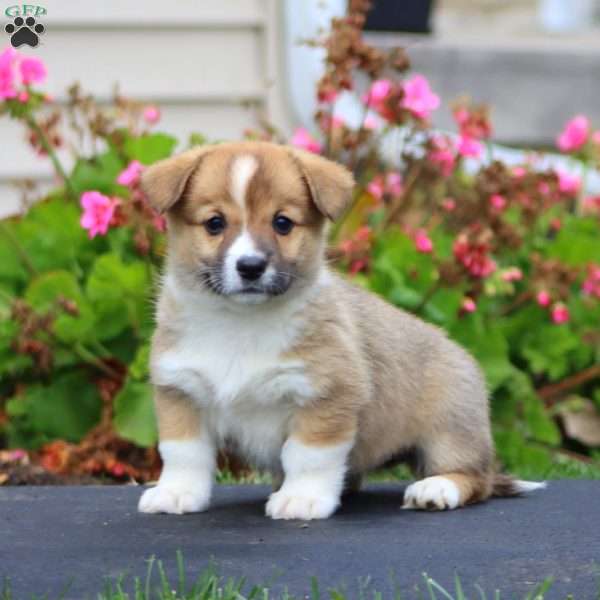 Joleen, Pembroke Welsh Corgi Puppy