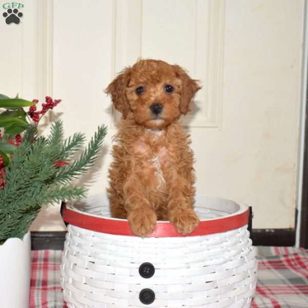 Jolly, Miniature Poodle Puppy