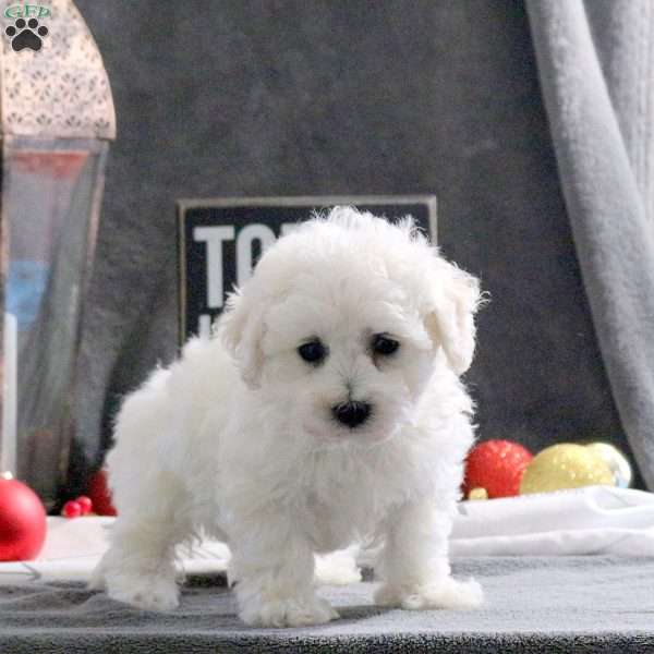 Jolly, Bichon Frise Puppy