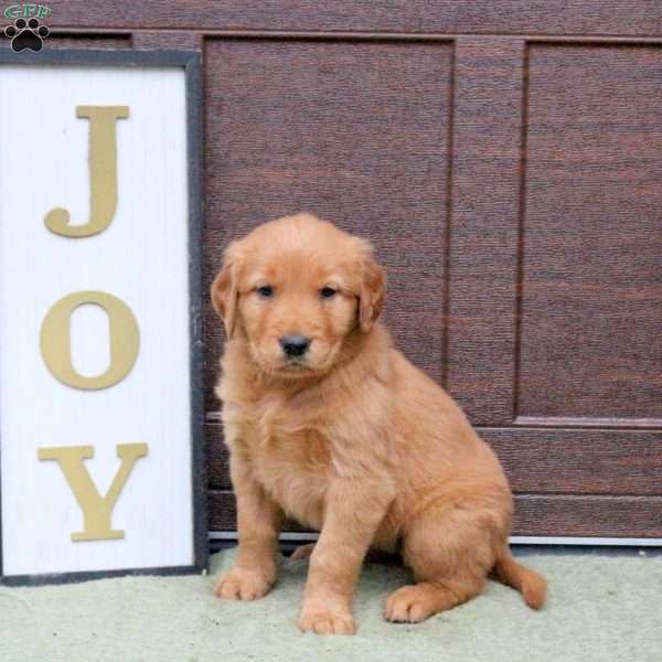 Jolly, Golden Retriever Puppy