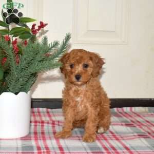 Jolly, Miniature Poodle Puppy