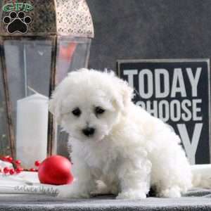 Jolly, Bichon Frise Puppy
