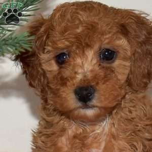 Jolly, Miniature Poodle Puppy