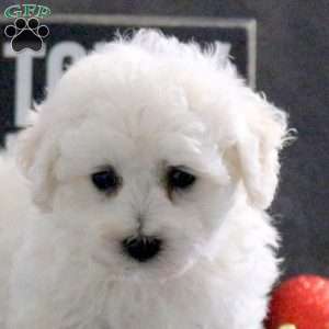 Jolly, Bichon Frise Puppy
