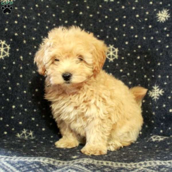 Jolly, Havapoo Puppy