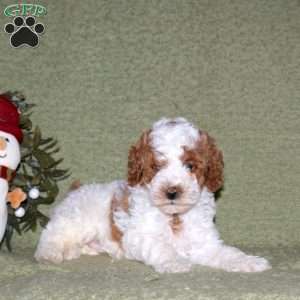Jolly, Miniature Poodle Puppy