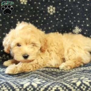 Jolly, Havapoo Puppy