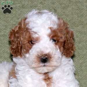 Jolly, Miniature Poodle Puppy