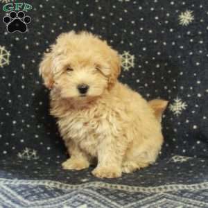 Jolly, Havapoo Puppy