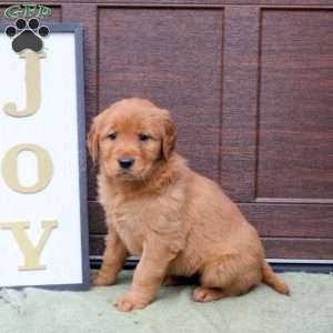 Jordan, Golden Retriever Puppy