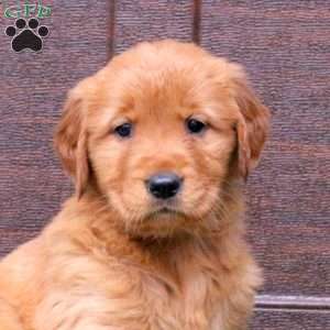 Jordan, Golden Retriever Puppy