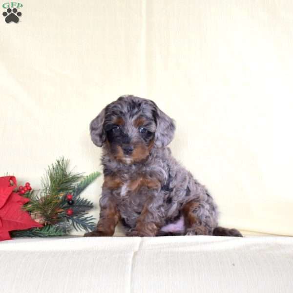 Joseph, Miniature Poodle Puppy