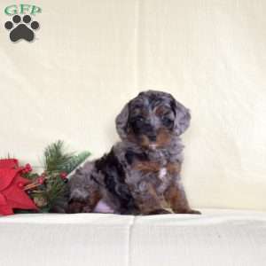 Joseph, Miniature Poodle Puppy