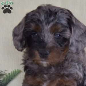 Joseph, Miniature Poodle Puppy