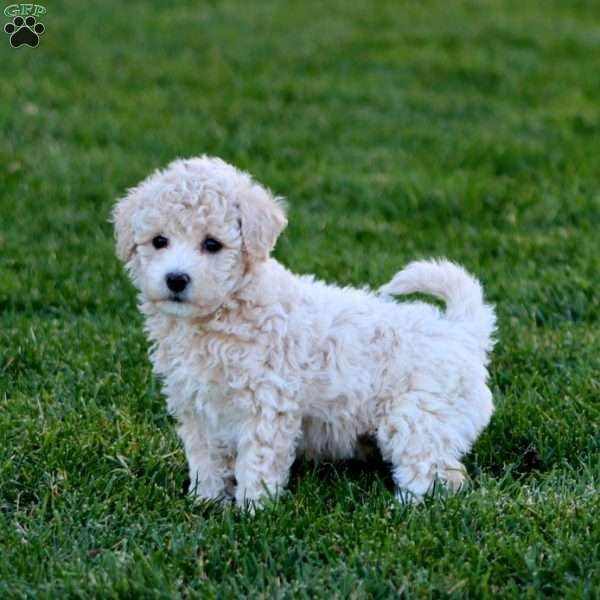 Josh, Bich-Poo Puppy