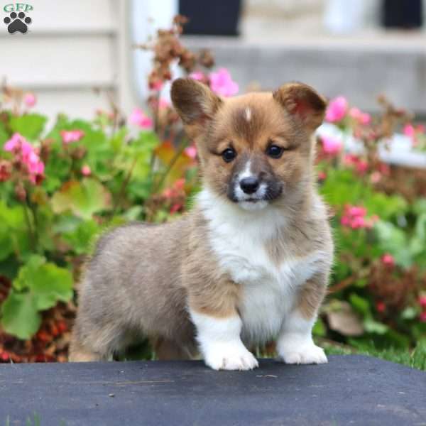 Josh, Pembroke Welsh Corgi Puppy