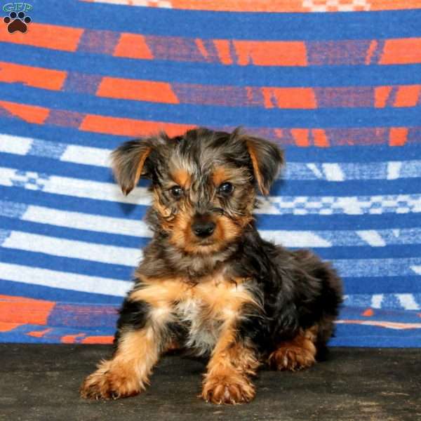 Josh, Yorkie Puppy
