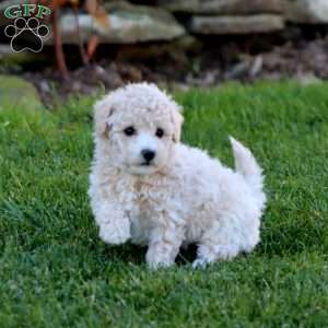 Josh, Bich-Poo Puppy