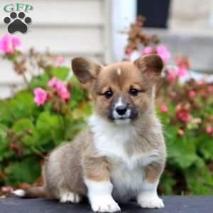 Josh, Pembroke Welsh Corgi Puppy