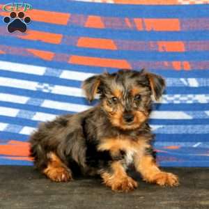 Josh, Yorkie Puppy