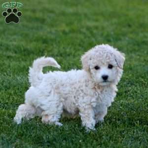 Josh, Bich-Poo Puppy