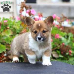 Josh, Pembroke Welsh Corgi Puppy