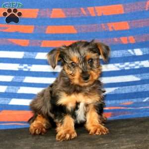 Josh, Yorkie Puppy
