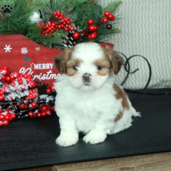 Josie, Shih Tzu Puppy