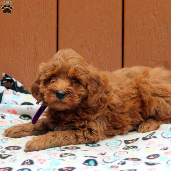 Josie, Mini Goldendoodle Puppy