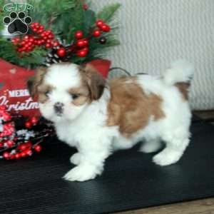 Josie, Shih Tzu Puppy
