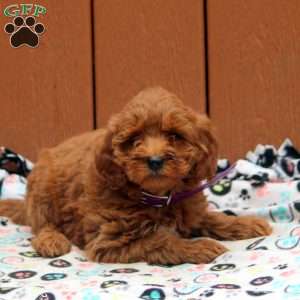 Josie, Mini Goldendoodle Puppy