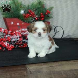 Josie, Shih Tzu Puppy