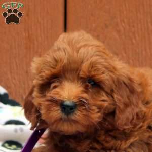 Josie, Mini Goldendoodle Puppy