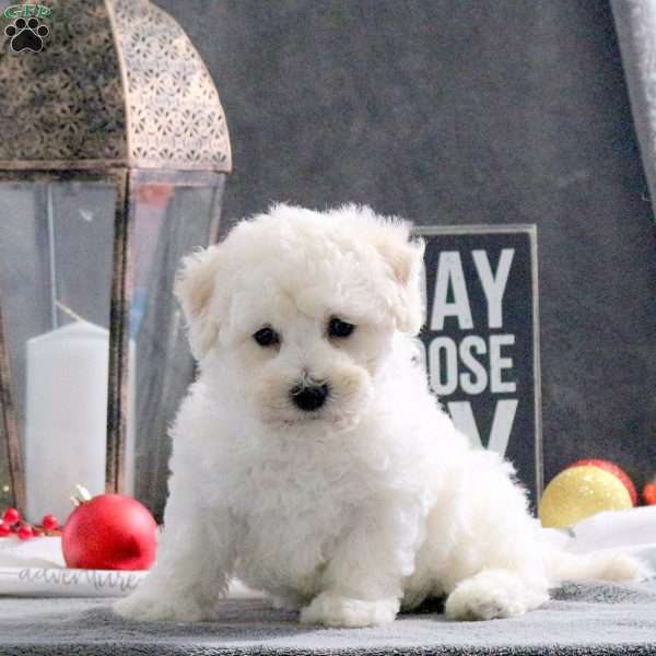 Journey, Bichon Frise Puppy
