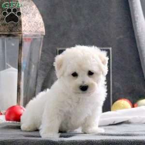 Journey, Bichon Frise Puppy