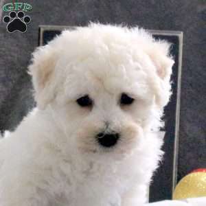 Journey, Bichon Frise Puppy