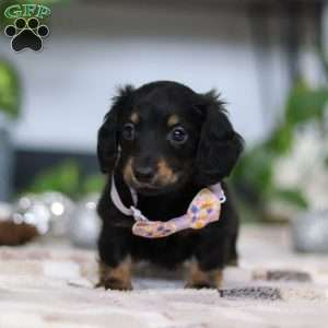 Joy, Dachshund Puppy