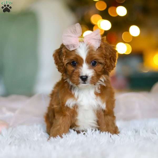 Joy, Cavapoo Puppy