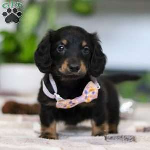 Joy, Dachshund Puppy