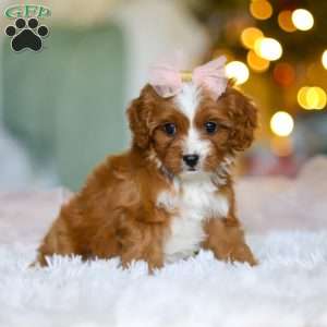 Joy, Cavapoo Puppy