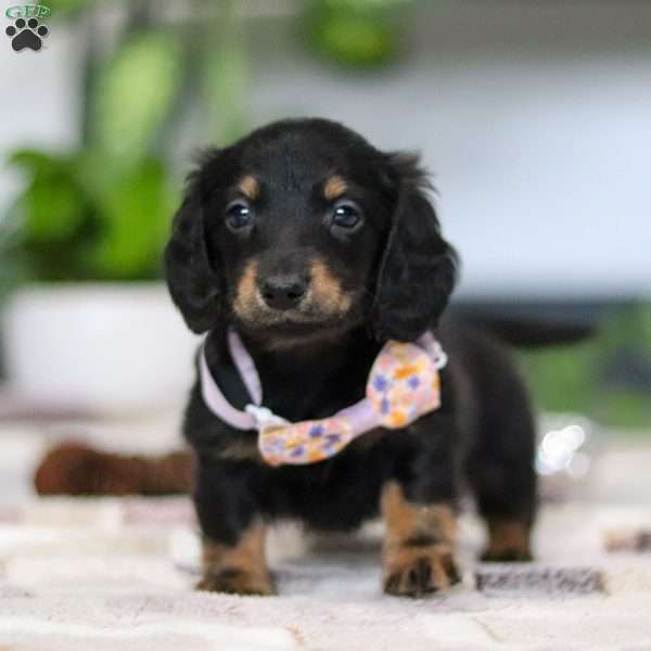 Joy, Dachshund Puppy