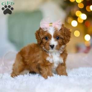 Joy, Cavapoo Puppy