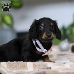 Joy, Dachshund Puppy