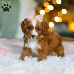 Joy, Cavapoo Puppy