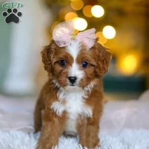 Joy, Cavapoo Puppy