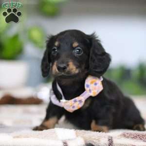 Joy, Dachshund Puppy