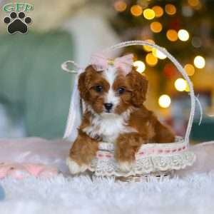Joy, Cavapoo Puppy